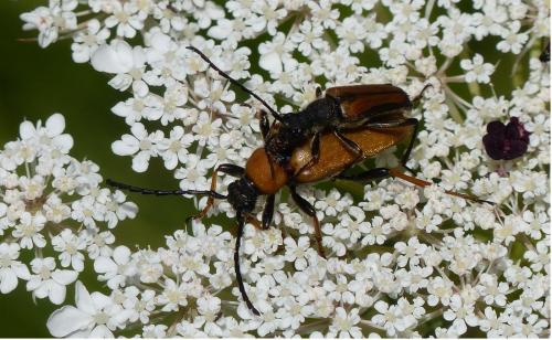 Stictoleptura rubra